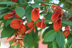 Erythrina crista-galli